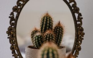 Preview wallpaper cactus, prickle, mirror, reflection