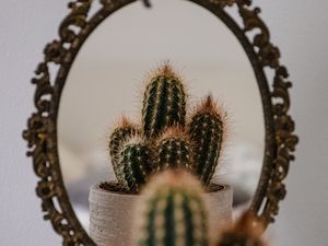 Preview wallpaper cactus, prickle, mirror, reflection