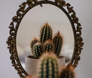 Preview wallpaper cactus, prickle, mirror, reflection