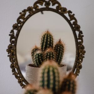 Preview wallpaper cactus, prickle, mirror, reflection