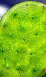 Preview wallpaper cactus, prickles, macro, green, brightly