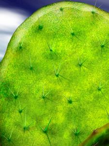 Preview wallpaper cactus, prickles, macro, green, brightly