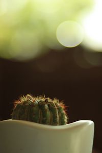 Preview wallpaper cactus, prickly, closeup, pot, bokeh