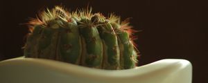 Preview wallpaper cactus, prickly, closeup, pot, bokeh