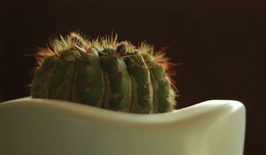 Preview wallpaper cactus, prickly, closeup, pot, bokeh