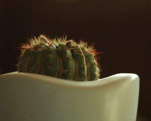 Preview wallpaper cactus, prickly, closeup, pot, bokeh