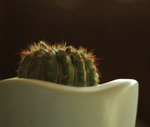 Preview wallpaper cactus, prickly, closeup, pot, bokeh