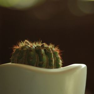 Preview wallpaper cactus, prickly, closeup, pot, bokeh