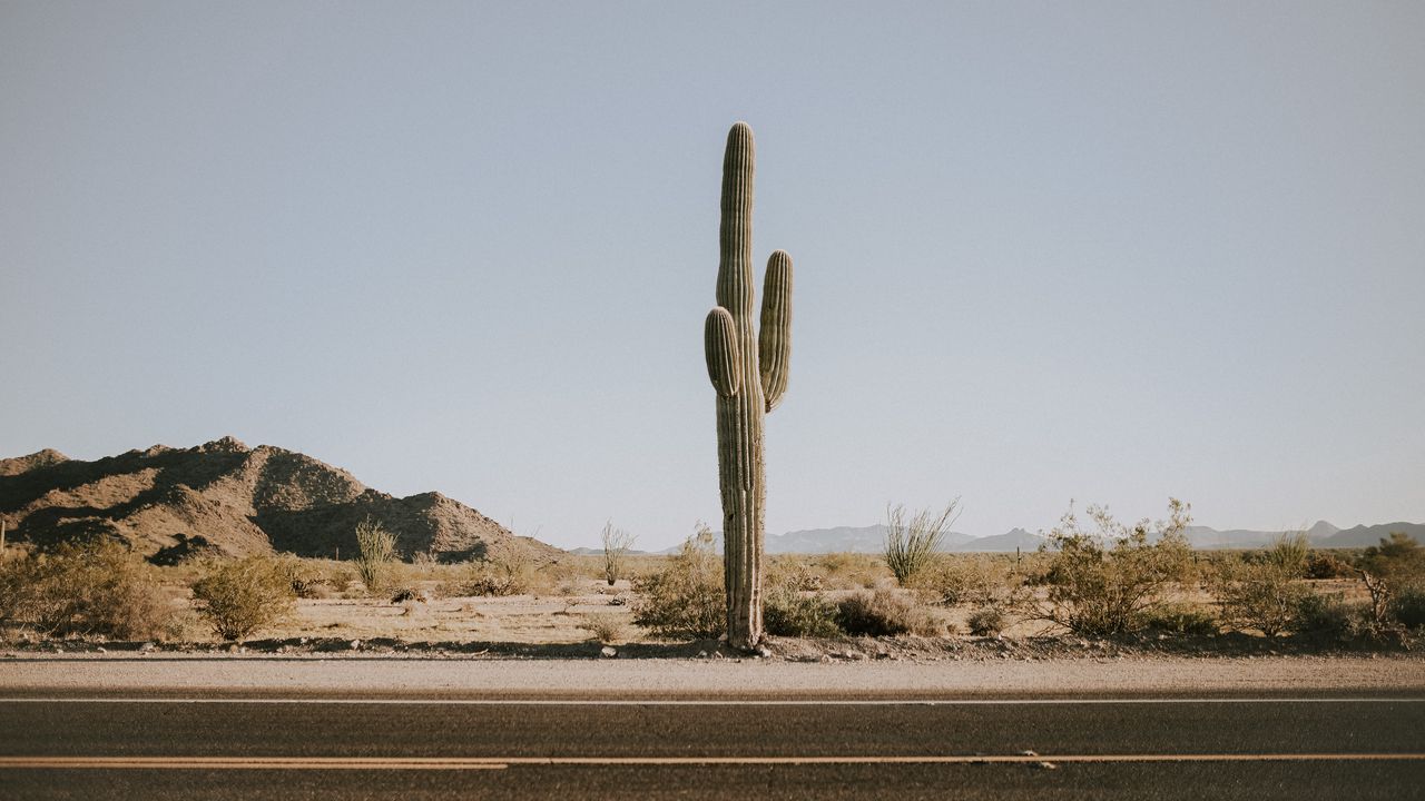 Wallpaper cactus, road, desert, mountains