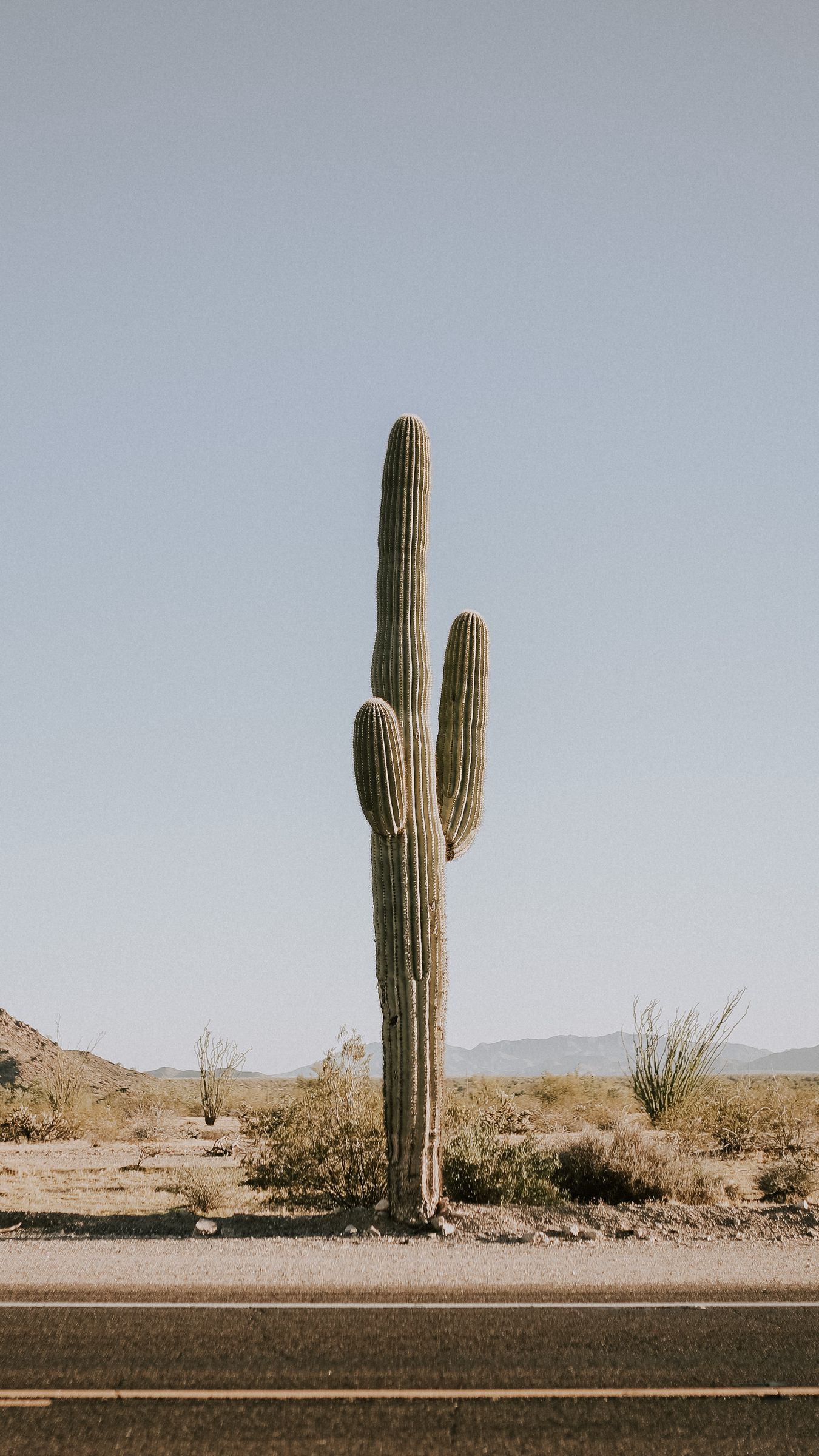 Download wallpaper 1350x2400 cactus, road, desert, mountains iphone  8+/7+/6s+/6+ for parallax hd background