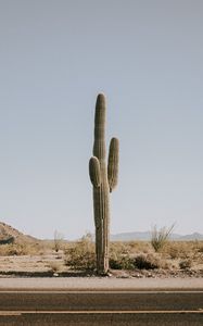 Preview wallpaper cactus, road, desert, mountains