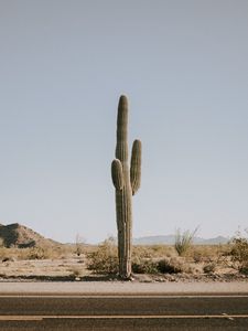 Preview wallpaper cactus, road, desert, mountains