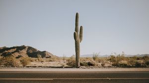 Preview wallpaper cactus, road, desert, mountains