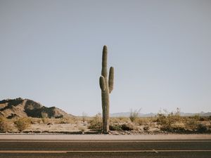 Preview wallpaper cactus, road, desert, mountains