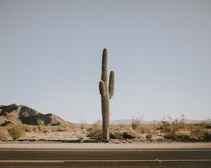 Preview wallpaper cactus, road, desert, mountains