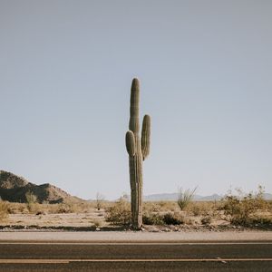 Preview wallpaper cactus, road, desert, mountains