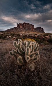 Preview wallpaper cactus, rock, bushes, landscape, arizona, usa