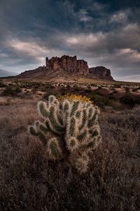 Preview wallpaper cactus, rock, bushes, landscape, arizona, usa