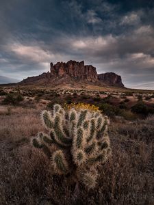 Preview wallpaper cactus, rock, bushes, landscape, arizona, usa