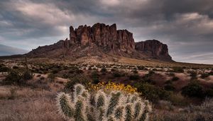 Preview wallpaper cactus, rock, bushes, landscape, arizona, usa