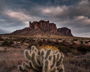 Preview wallpaper cactus, rock, bushes, landscape, arizona, usa