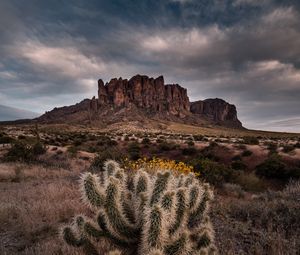Preview wallpaper cactus, rock, bushes, landscape, arizona, usa