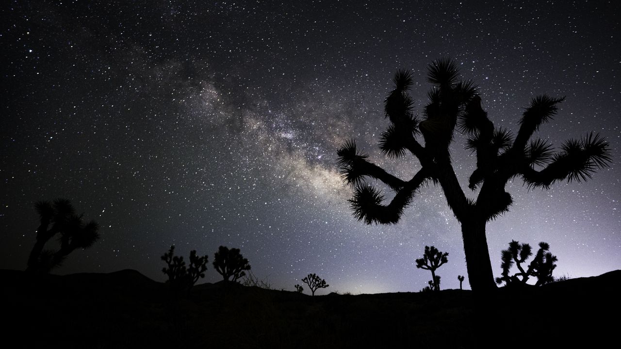 Wallpaper cactus, silhouette, night, stars, dark