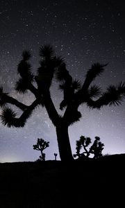 Preview wallpaper cactus, silhouette, night, stars, dark