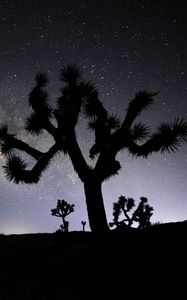 Preview wallpaper cactus, silhouette, night, stars, dark