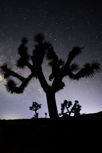 Preview wallpaper cactus, silhouette, night, stars, dark