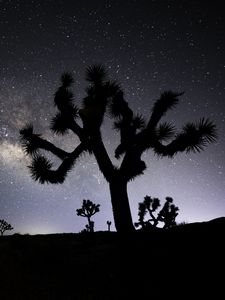 Preview wallpaper cactus, silhouette, night, stars, dark