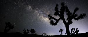 Preview wallpaper cactus, silhouette, night, stars, dark