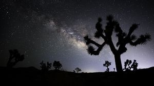 Preview wallpaper cactus, silhouette, night, stars, dark