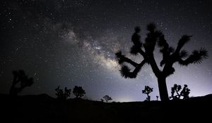 Preview wallpaper cactus, silhouette, night, stars, dark