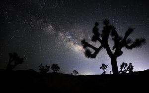 Preview wallpaper cactus, silhouette, night, stars, dark