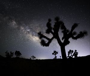 Preview wallpaper cactus, silhouette, night, stars, dark