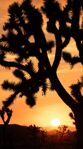 Preview wallpaper cactus, silhouette, sunset, dark