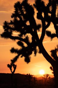 Preview wallpaper cactus, silhouette, sunset, dark
