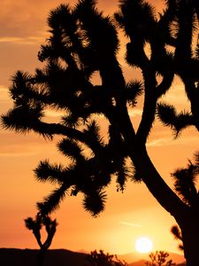 Preview wallpaper cactus, silhouette, sunset, dark