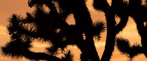 Preview wallpaper cactus, silhouette, sunset, dark