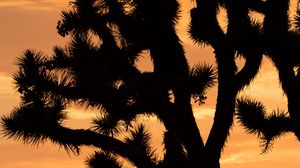 Preview wallpaper cactus, silhouette, sunset, dark