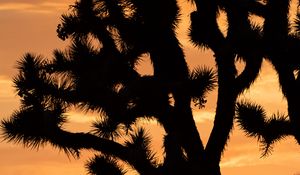 Preview wallpaper cactus, silhouette, sunset, dark