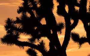 Preview wallpaper cactus, silhouette, sunset, dark