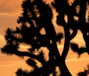 Preview wallpaper cactus, silhouette, sunset, dark