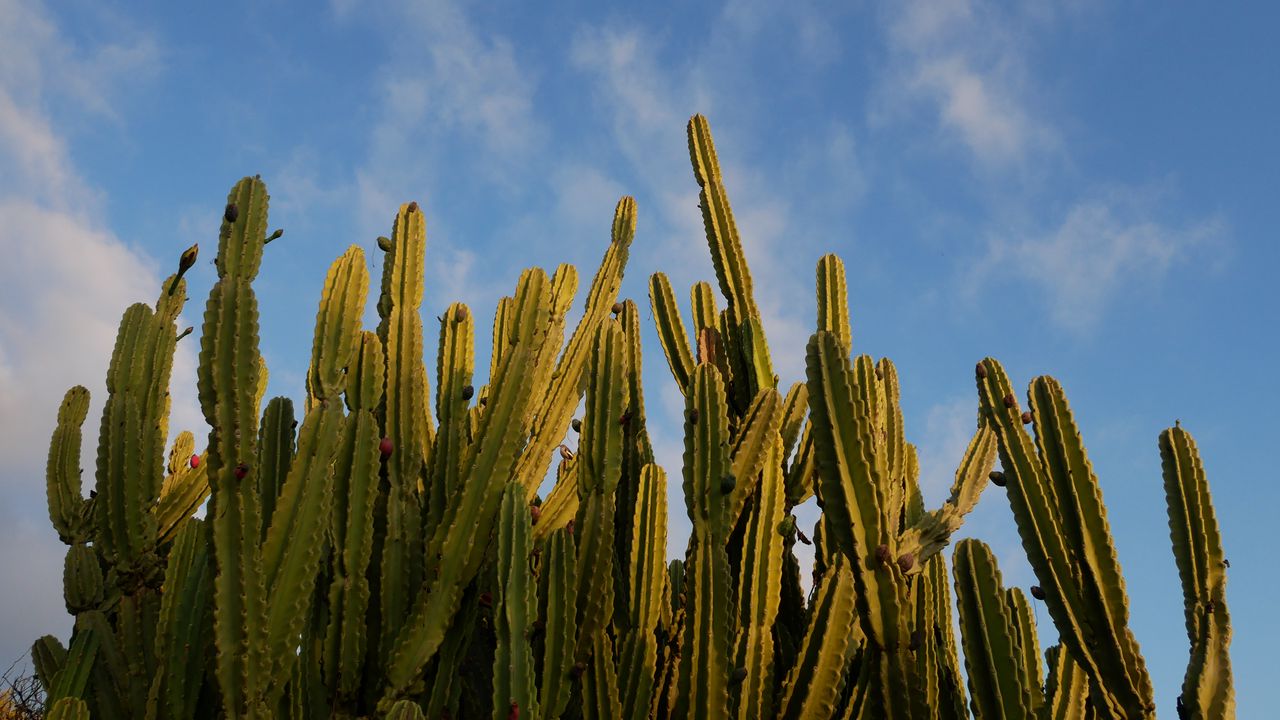 Wallpaper cactus, sky, green, nature hd, picture, image