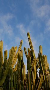 Preview wallpaper cactus, sky, green, nature