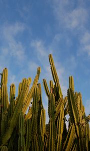 Preview wallpaper cactus, sky, green, nature