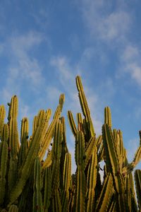 Preview wallpaper cactus, sky, green, nature