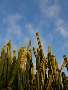 Preview wallpaper cactus, sky, green, nature