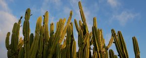 Preview wallpaper cactus, sky, green, nature